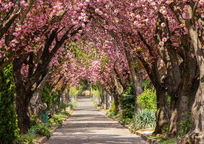 Road with majestically blossoming large cherry trees-stock-foto