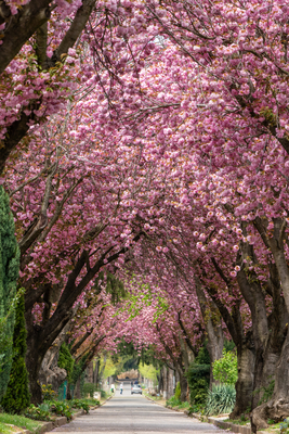 Road with majestically blossoming large cherry trees-stock-foto