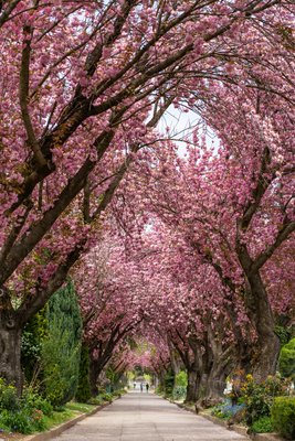 Road with majestically blossoming large cherry trees-stock-foto