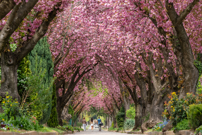 Road with majestically blossoming large cherry trees-stock-foto