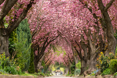 Road with majestically blossoming large cherry trees-stock-foto
