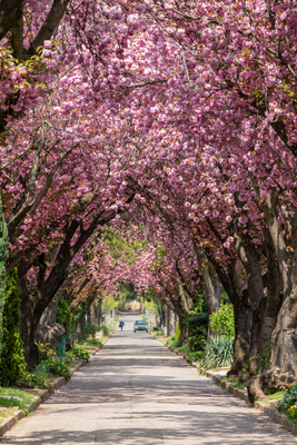 Road with majestically blossoming large cherry trees-stock-foto