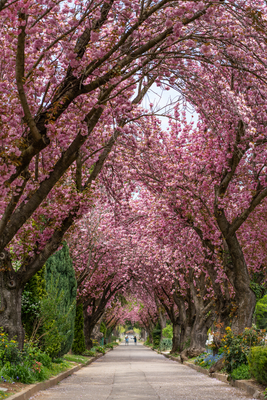 Road with majestically blossoming large cherry trees-stock-foto