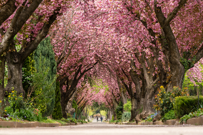 Road with majestically blossoming large cherry trees-stock-foto