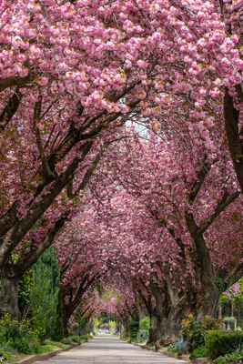 Road with majestically blossoming large cherry trees-stock-foto