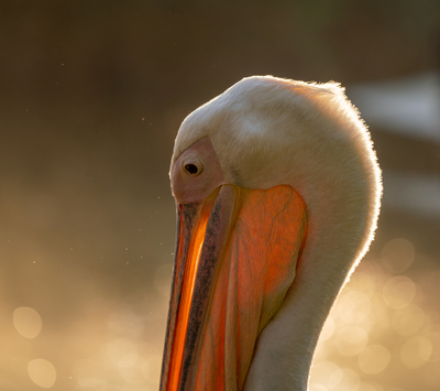 Pelican portrait with shiny water background-stock-foto