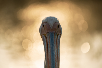 Pelican portrait with shiny water background-stock-foto