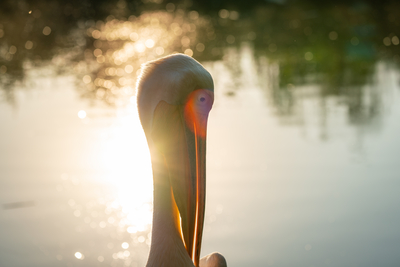 Pelican portrait with shiny water background-stock-foto