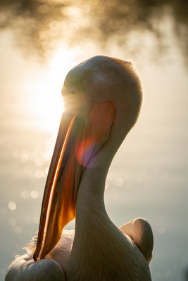 Pelican portrait with shiny water background-stock-foto