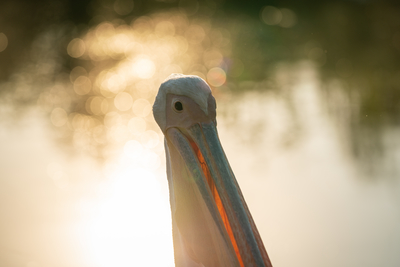 Pelican portrait with shiny water background-stock-foto