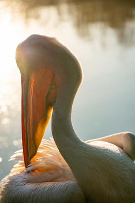 Pelican portrait with shiny water background-stock-foto