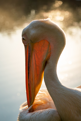 Pelican portrait with shiny water background-stock-foto