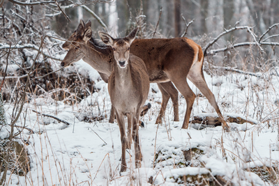 Deer standing in a forest at winter-stock-foto