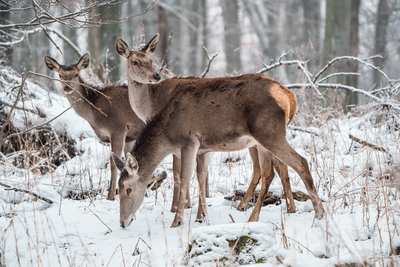 Deer standing in a forest at winter-stock-foto