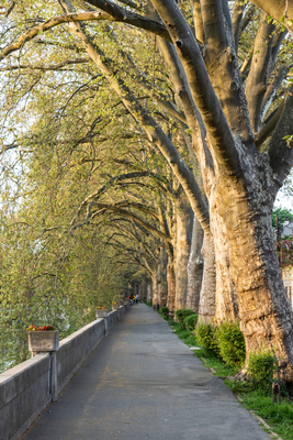 Platan trees in a line in Esztergom-stock-foto