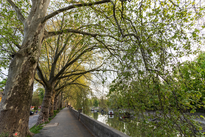 Platan trees in a line in Esztergom-stock-foto