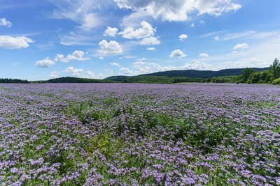 lot of beautiful purple wildflowers with cloudy sky-stock-foto