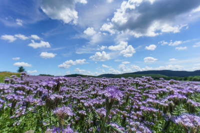 lot of beautiful purple wildflowers with cloudy sky-stock-foto