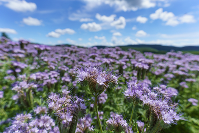 lot of beautiful purple wildflowers with cloudy sky-stock-foto