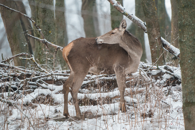 Deer standing in a forest at winter-stock-foto