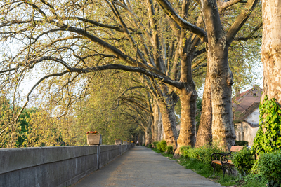 Platan trees in a line in Esztergom-stock-foto