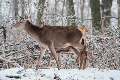 Deer standing in a forest at winter-stock-foto