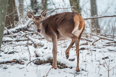 Deer standing in a forest at winter-stock-foto