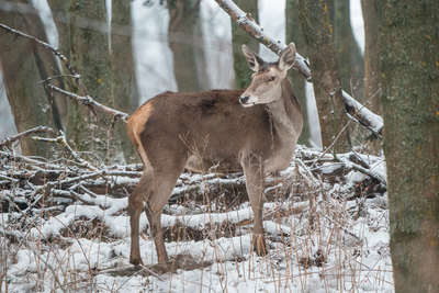 Deer standing in a forest at winter-stock-foto