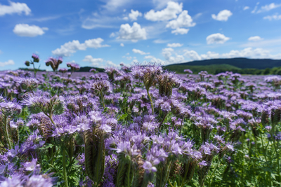 lot of beautiful purple wildflowers with cloudy sky-stock-foto
