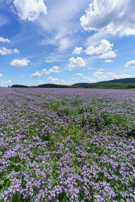 lot of beautiful purple wildflowers with cloudy sky-stock-foto