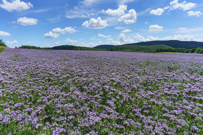 lot of beautiful purple wildflowers with cloudy sky-stock-foto