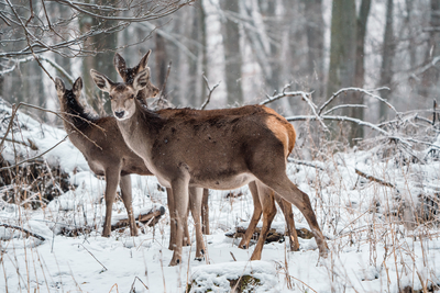 Deer standing in a forest at winter-stock-foto