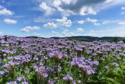 lot of beautiful purple wildflowers with cloudy sky-stock-foto