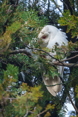 Albino long-eared owl - Asio Otus, relaxing on a tree-stock-foto