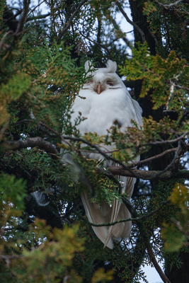 Albino long-eared owl - Asio Otus, relaxing on a tree-stock-foto