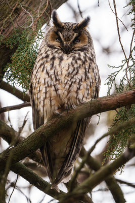 Long-eared owl - Asio Otus, relaxing on a tree-stock-foto