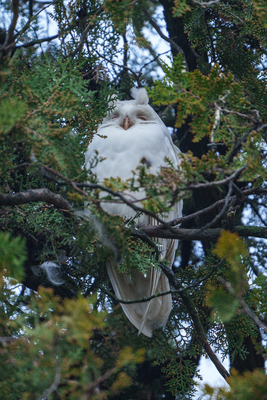 Albino long-eared owl - Asio Otus, relaxing on a tree-stock-foto