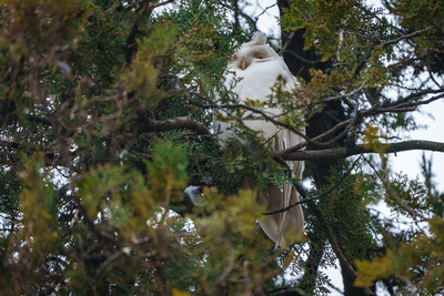 Albino long-eared owl - Asio Otus, relaxing on a tree-stock-foto