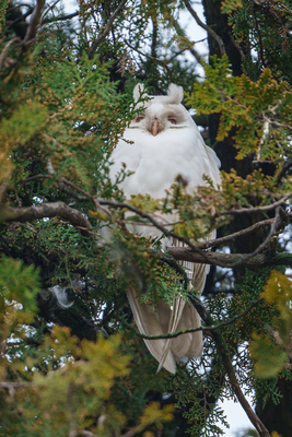 Albino long-eared owl - Asio Otus, relaxing on a tree-stock-foto