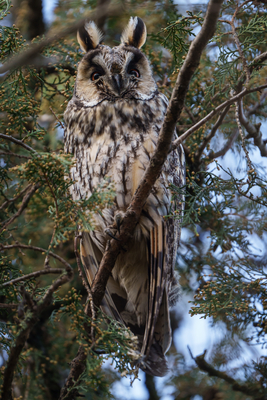 Long-eared owl - Asio Otus, relaxing on a tree-stock-foto