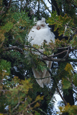 Albino long-eared owl - Asio Otus, relaxing on a tree-stock-foto
