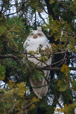 Albino long-eared owl - Asio Otus, relaxing on a tree-stock-foto
