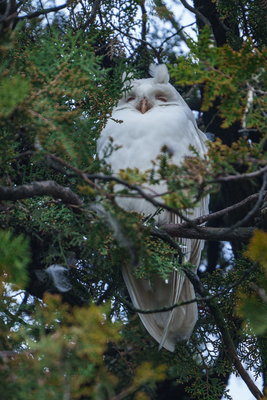 Albino long-eared owl - Asio Otus, relaxing on a tree-stock-foto
