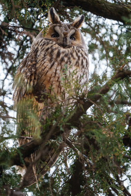 Long-eared owl - Asio Otus, relaxing on a tree-stock-foto
