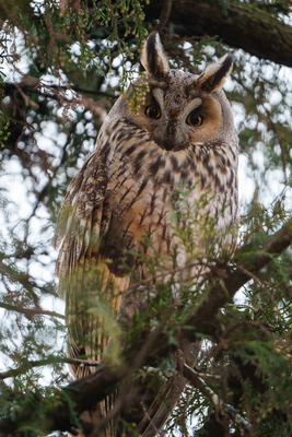 Long-eared owl - Asio Otus, relaxing on a tree-stock-foto