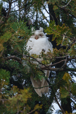 Albino long-eared owl - Asio Otus, relaxing on a tree-stock-foto
