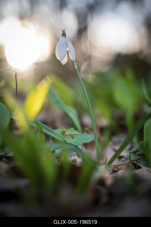 Galanthus nivalis, the snowdrop or common snowdrop in the forest-stock-foto