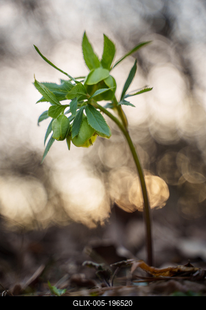 Helleborus odorus, commonly called fragrant hellebore in forest-stock-foto