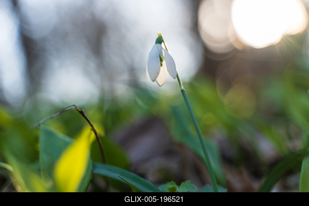 Galanthus nivalis, the snowdrop or common snowdrop in the forest-stock-foto