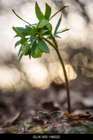 Helleborus odorus, commonly called fragrant hellebore in forest-stock-foto
